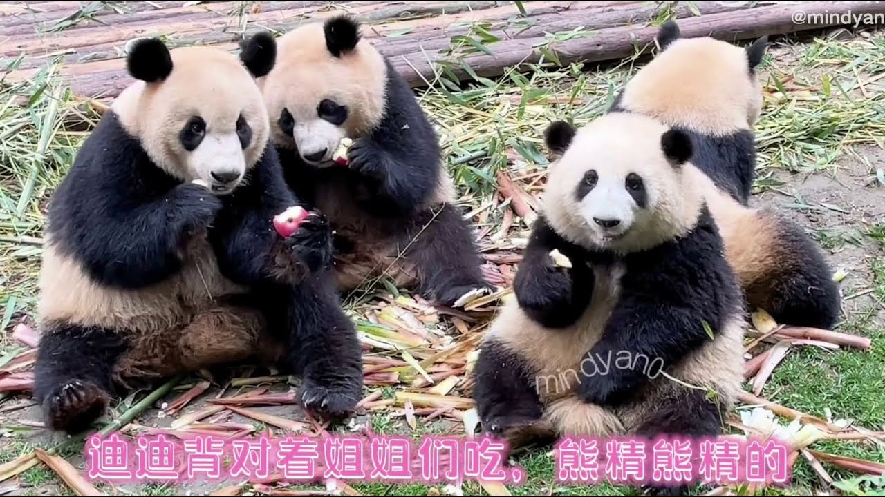 514钓猫全过程~花花永远是最乖最可爱脾气最好的😘 Fishing diary, HuaHua is always the most lovely and the best temper 220514