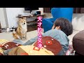 パパを説得するために自分の手を汚さず弟犬をダシにして欲望を通す賢い柴犬