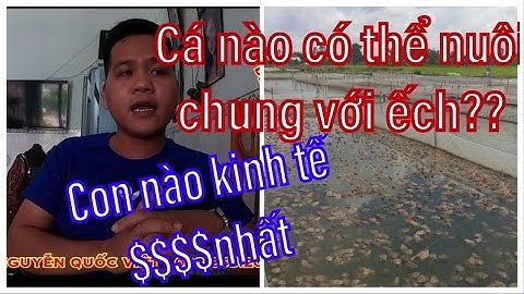 Nên Nuôi Ếch Kết Hợp Với Cá Nào Là Hiệu Quả Kinh Tế & Dễ Nuôi Nhất| Tư Vấn Kỹ Thuật Nuôi Êch.