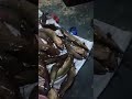#lele moma sudah #beraksi #ikan #enak #shortvideo