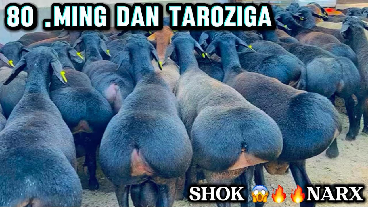 QOZINI TAROZIGA QOYAMAN  BEGZODBEK BUNAQASI BOLMAGAN😱😱🔥🔥🔥