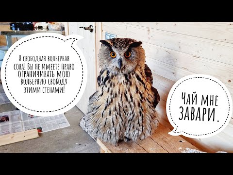 Филин Ёль снова