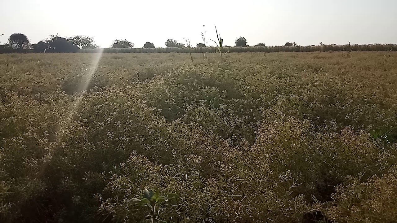 Cumin on the crop YouTube