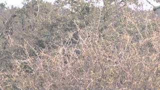 Elephants   at Kruger National Park