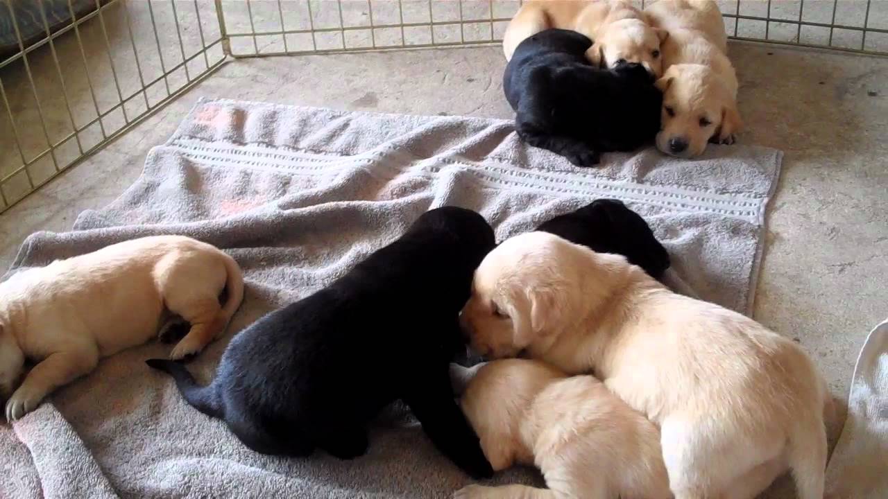 Puppies 3 weeks old YouTube