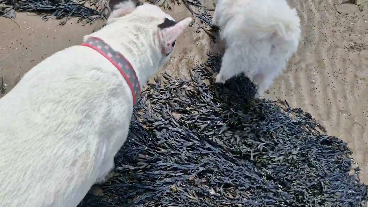 Saint Brevin Les Pins