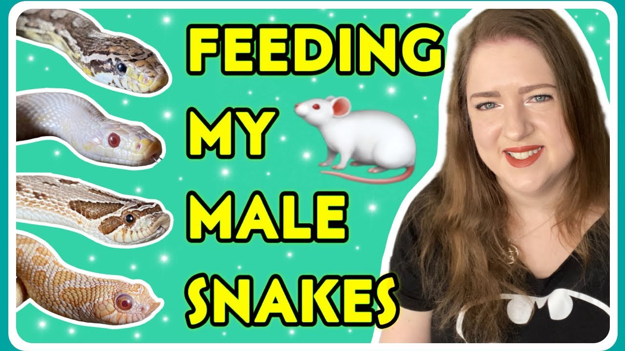 Feeding Male Snakes In Breeding Season Online preview