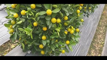 Riview vườn quất tháp - quất lùm chất     | giá gốc nhà vườn A- Thuyên 0399062171