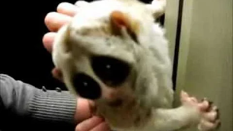 تحميل 完全勝利した淫夢くんuc Mp4 Mp3