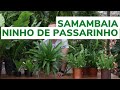 SAMAMBAIA NINHO DE PASSARINHO | veja esse vídeo antes de comprar a sua | Murilo Soares