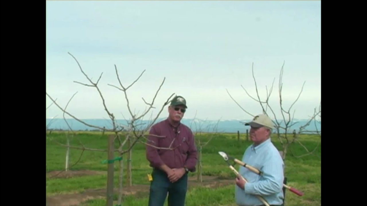 Pistachio Pruning & Training - Years 3 to 5