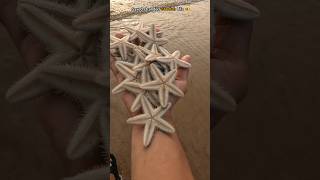 ✴️ Small Acts, Big Impact: Saving Starfish Lives ✴️ #Shorts