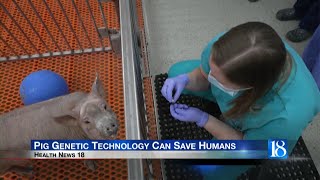 Health News 18: Scientists have discovered pigs could be the future of human organ transplants.