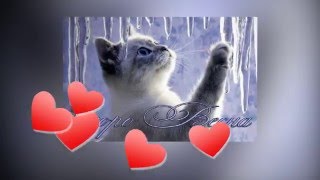 Весенние коты Весенние коты
