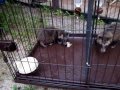 Tanuki pups playing with a frog