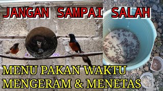 Download lagu Menu Pakan Induk Murai Batu Waktu Mengeram Dan Meloloh mp3