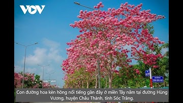 Ngắm đường hoa kèn hồng đẹp tựa Hàn Quốc ở miền Tây
