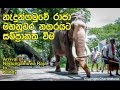 නැඳුන්ගමුව රාජා හස්තියා  - The arrival of Great Tusker Nedungamuwa Raja to Kandy Perahera 2016