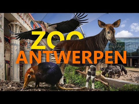 Zoo Antwerpen: Der schönste Stadt-Zoo? | Zoo-Eindruck