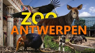 Zoo Antwerpen: Der schönste Stadt-Zoo? | Zoo-Eindruck
