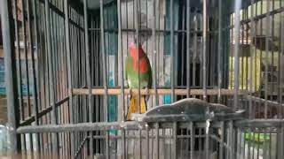 Burung cirik cirik kumbang  |  Suara burung cirik cirik kumbang