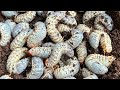 Opening a Dead Coconut Tree — Unexpected Creatures Inside!