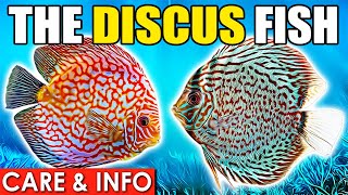 Discus Fish | Discus Fish Care Guide For Beginners | Discus Fish Info and Care