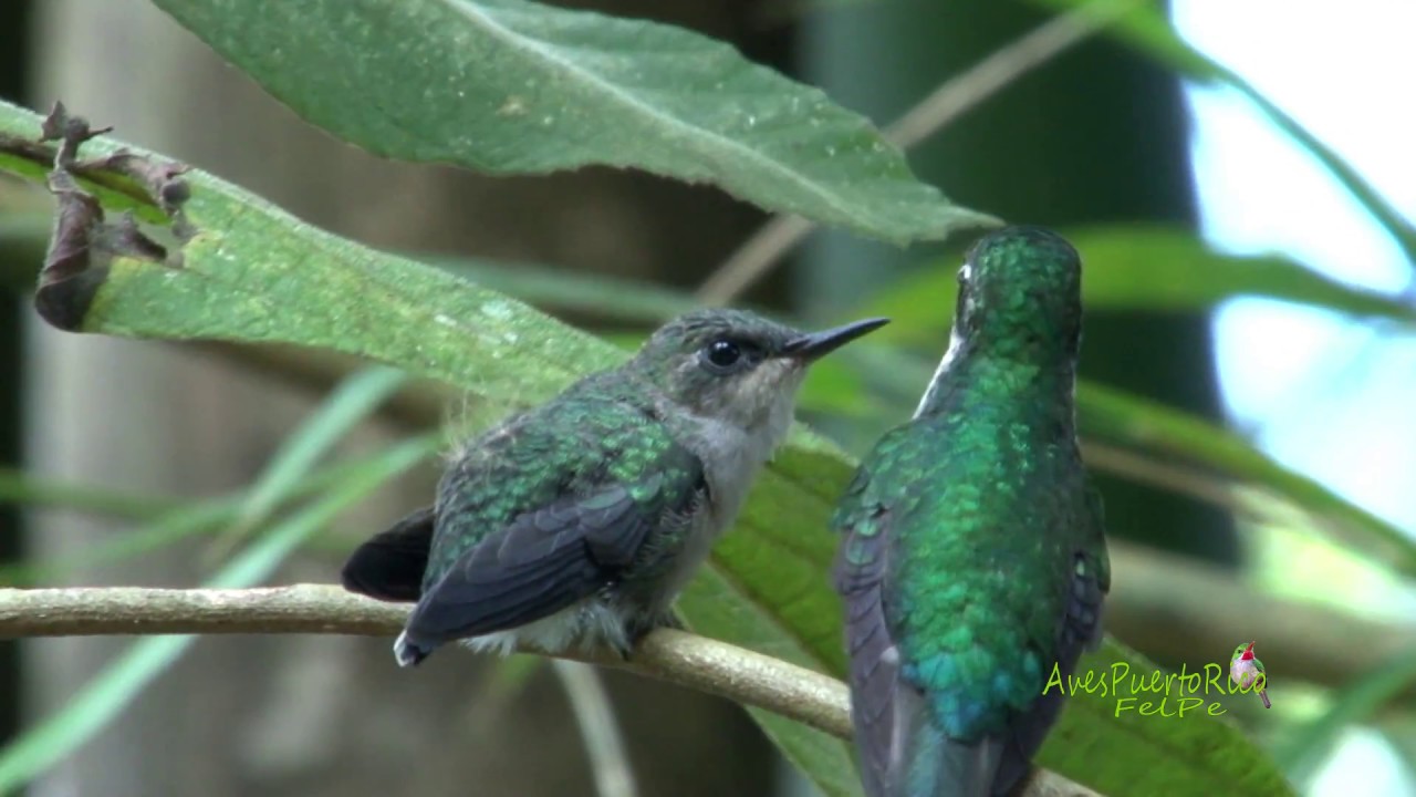 ZUMBADORCITO alimentando cría (Puerto Rican Emerald, Riccordia maugaeus) ENDÉMICA de PUERTO RICO