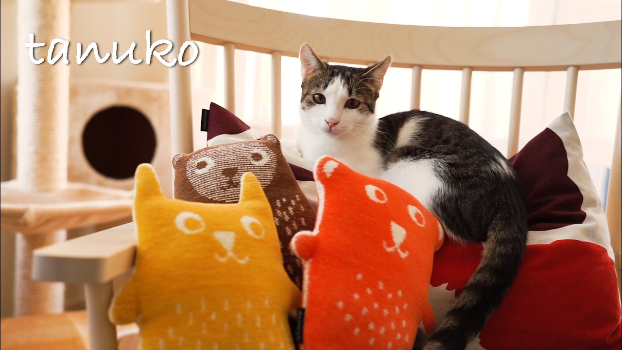A Nordic Summer with Our Three Cats 🌻 - YouTube