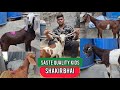Dhamaka Sasta Offer Palne Wale Goat Kids Best Rate Lo Aur Shouk Karo || Shakir Bhai Mumbra Mumbai ||