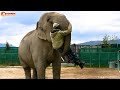 Уйди старушка, я в печали!  Тайган. Elephant and his friend!