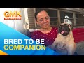 Madali nga ba alagaan ang mga Pug? Alamin ang mga paraan at ilang tips | Pet Talk