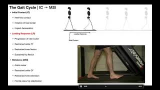 The Gait Cycle [Part 1] | Initial Contact (IC) → Midstance (MSt)