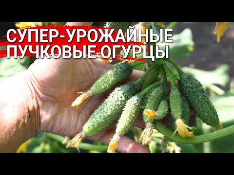 Супер-урожайные пучковые огурцы