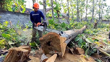 too old so holes .. !! cutting beautiful teak trees for a Javanese house