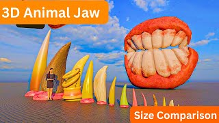 3D Animal Jaw Size Comparison and Teeth Count