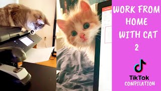 Work from home with cats  part 2 oh no!! #tiktok compilation| Kerja Dari Rumah | ohhooman by Oh Hooman 38,441 views 2 years ago 4 minutes, 44 seconds