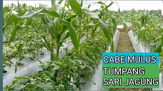 REVIEW HASIL TUMPANG SARI CABE DAN JAGUNG