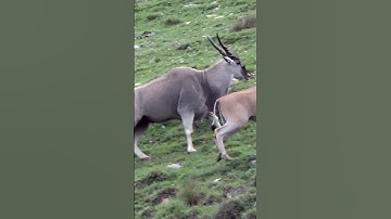 Big Eland Down #cabelas @CabelasHunting @allanschenksafaris #huntongaro  Eland Hunting South Africa