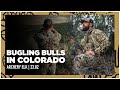 Bugling Bulls in Colorado // Archery Elk Hunt w/Rich Froning