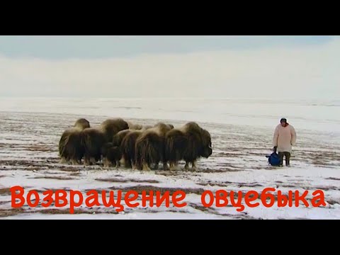 Видео: Возвращение овцебыка / Таймыр