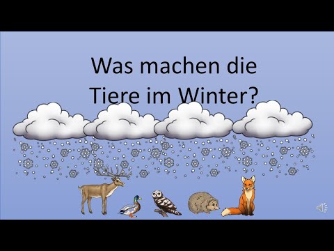 Video: Was tun Zootiere, wenn es kalt wird?