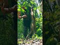 tiger attack monkey