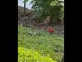 #everythingnature #backyardwildlife #cardinal #cardinalcouple #birdwatching #birds #birdfeeder
