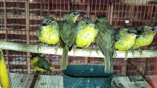 UPDETE STOK TERBARU DI ABADI BIRD TANGERANG 25 OKTOBER 2025