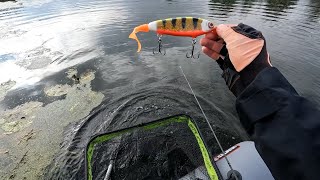 видео: Река Цна. Джеркбейты. картинка: Река Цна. Джеркбейты.