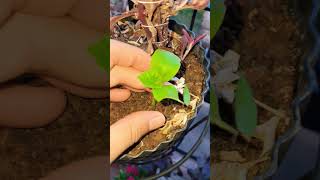 Unwanted Plant 🪴 #homegardening #youtubeshorts #comedy