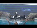 Orca Encounter (Comedy of errors) August 14, 2021 - SeaWorld San Diego