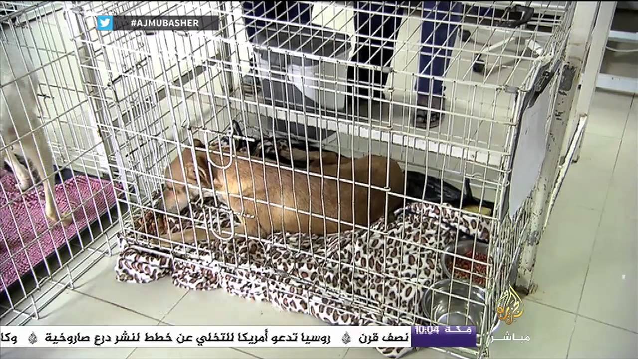 تقرير الرفق بالحيوان فريضة غائبة وقيمة مفقودة