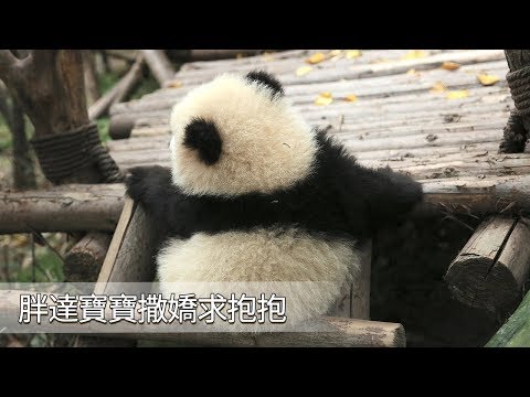 《熊貓早晚安》寶寶在撒嬌呢，快來抱抱我！| iPanda